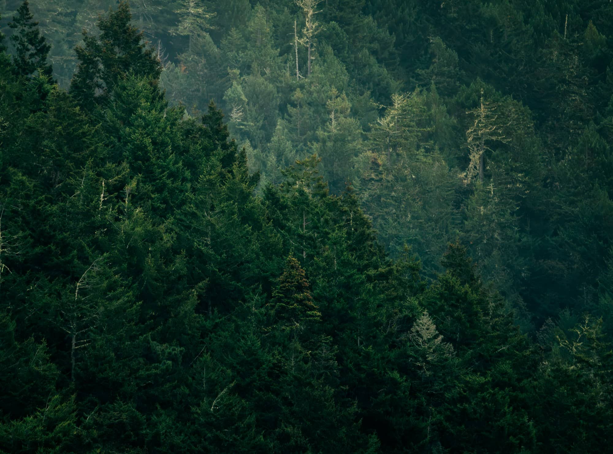 Dense evergreen forest on a misty day