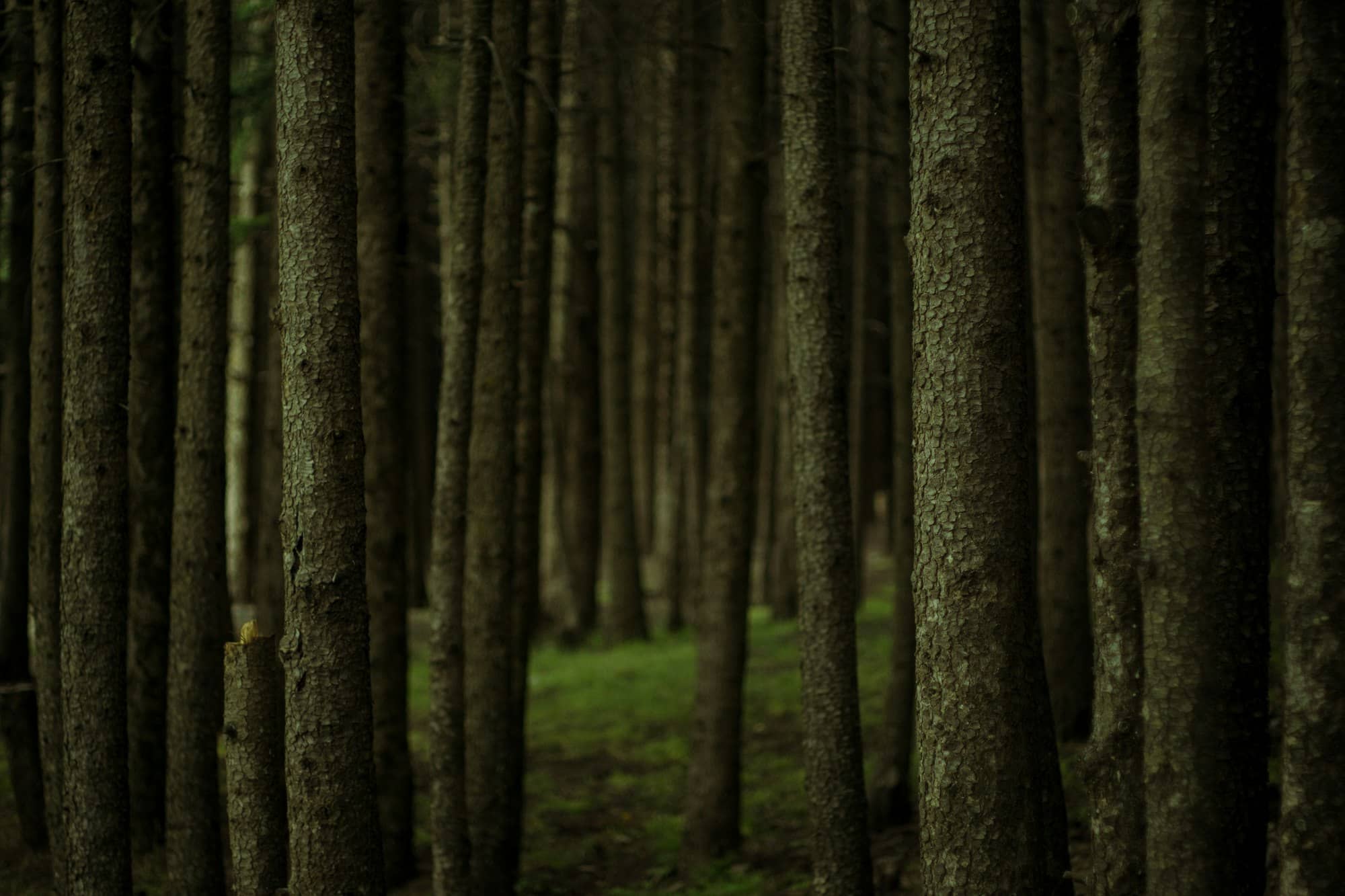 Tall trees in a dense, dark forest.