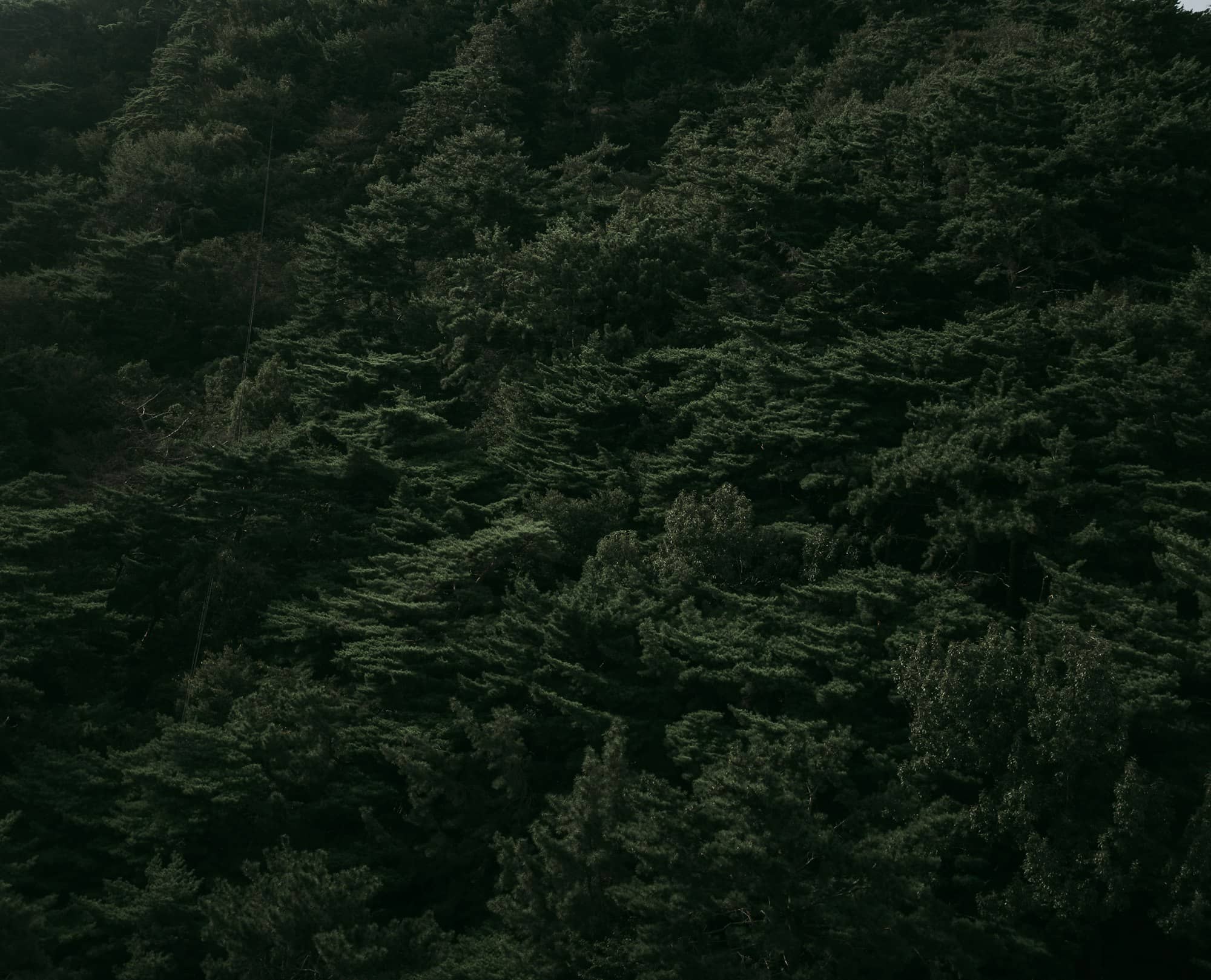 Dense evergreen forest canopy under a dark sky