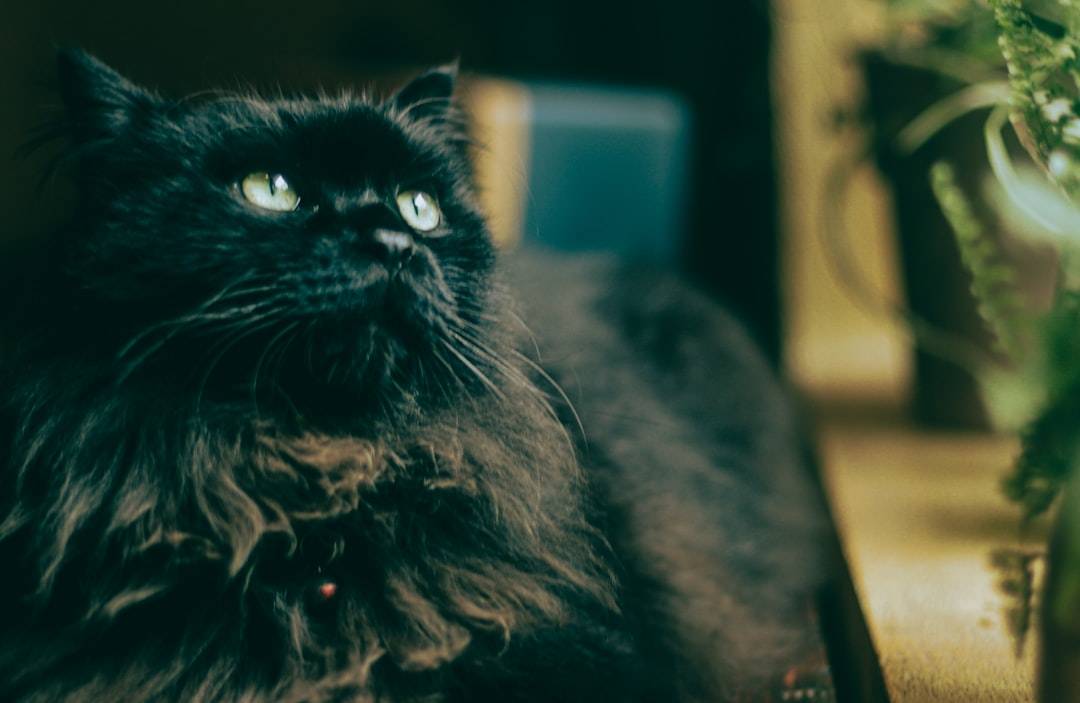 A black cat looks upward.