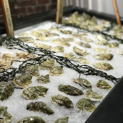 Maine Oyster Company